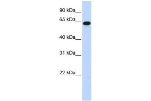 WB Suggested Anti-C1orf2 Antibody Titration:  0. (FAM189B 抗体  (N-Term))