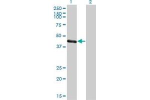 Western Blot analysis of TRIM63 expression in transfected 293T cell line by TRIM63 monoclonal antibody (M01), clone 6G6. (TRIM63 抗体  (AA 254-352))