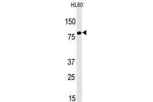 Image no. 1 for anti-Leo1, Paf1/RNA Polymerase II Complex Component, Homolog (S. Cerevisiae) (LEO1) (N-Term) antibody (ABIN357340) (LEO1 抗体  (N-Term))
