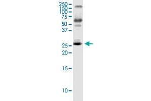 IL23A monoclonal antibody (M01), clone 4C8. (IL23A 抗体  (AA 1-189))