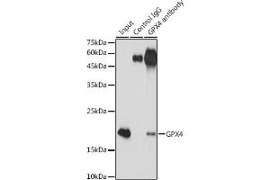 Immunoprecipitation analysis of 300 μg extracts of Jurkat cells using 3 μg GPX4 antibody (ABIN7267436). (GPX4 抗体)