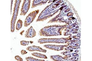 IHC analysis of TXN2 using anti-TXN2 antibody (ABIN7602150).