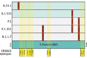 Mutations (indicated in red) in the SARS-CoV-2 S Protein receptor binding domain (RBD, mint) in variants of concern (light grey) and variants of note (light mint). (Recombinant SARS-CoV-2 Spike S1 抗体  (RBD))