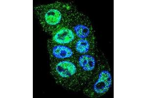 Confocal immunofluorescent analysis of INHBA Antibody (N-term)(Cat#AP52211PU-N) with HepG2 cell followed by Alexa Fluor 488-conjugated goat anti-rabbit lgG (green). (INHBA 抗体  (N-Term))