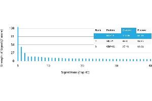 Protein Array (PAr) image for anti-Serotonin Receptor 1A (HTR1A) antibody (ABIN7456236) (Serotonin Receptor 1A 抗体)