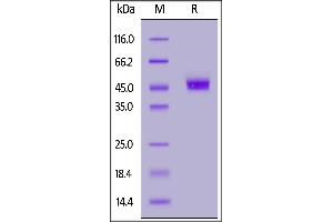 SDS-PAGE (SDS) image for CD3g Molecule, gamma (CD3-TCR Complex) (CD3G) (AA 23-116) protein (Fc Tag) (ABIN7013164)