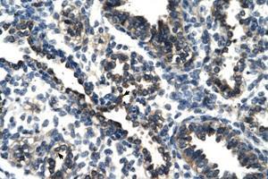 Image no. 1 for anti-TSC22 Domain Family, Member 4 (TSC22D4) (N-Term) antibody (ABIN202421) (TSC22D4 抗体  (N-Term))