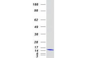 Heat Shock 10kDa Protein 1 (Chaperonin 10) (HSPE1) protein (Myc-DYKDDDDK Tag)