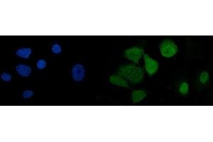 IF analysis of U2AF65/U2AF2 using anti-U2AF65/U2AF2 antibody (ABIN7600794). (U2AF2 抗体  (AA 238-470))