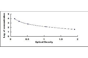 Keratan Sulfate (KS) ELISA Kit