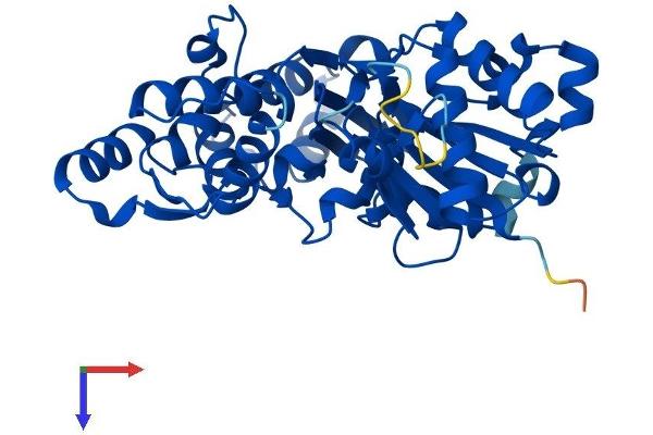 Actin, gamma 1 Protein (ACTG1) (AA 1-375) (His tag)