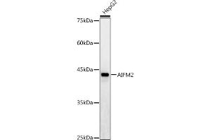 Western blot analysis of extracts of HepG2 cells, using /AMID antibody (ABIN6129888, ABIN6136678, ABIN6136679 and ABIN6215707) at 1:1000 dilution. (AIFM2 抗体  (AA 1-373))