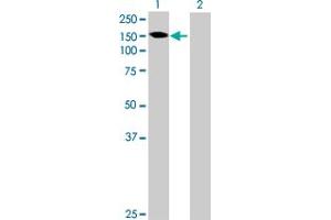 Western Blot analysis of GALNT6 expression in transfected 293T cell line by GALNT6 MaxPab polyclonal antibody. (GALNT6 抗体  (AA 1-622))