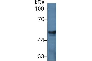 Western Blot; Sample: Porcine Liver lysate; Primary Ab: 2µg/ml Rabbit Anti-Human HGD Antibody Second Ab: 0. (HGD 抗体  (AA 8-205))