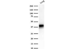 Western Blot of human lung lysate using EpCAM-Monospecific Mouse Monoclonal Antibody (EGP40/1372). (EpCAM 抗体  (Extracellular Domain))