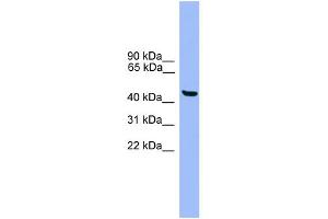 WB Suggested Anti-GTF2A1L Antibody Titration: 0. (GTF2A1L 抗体  (C-Term))