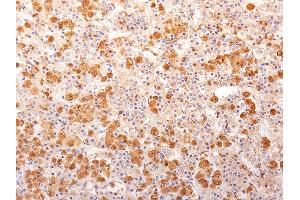 Formalin-fixed, paraffin-embedded human Pituitary Gland stained with ACTH Monoclonal Antibody (57). (POMC 抗体  (N-Term))