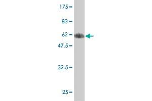 Western Blot detection against Immunogen (62.