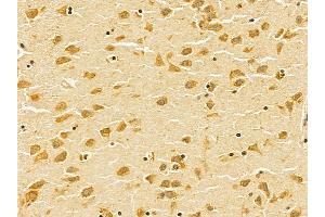 AMPK beta 1 Mouse Monoclonal Antibody at 1/100 staining mouse brain tissue by IHC-P.
