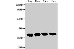 Western Blot Positive WB detected in Recombinant protein All lanes: TTYH2 antibody at 1:2000 Secondary Goat polyclonal to rabbit IgG at 1/50000 dilution Predicted band size: 22. (TTYH2 抗体  (AA 455-534))