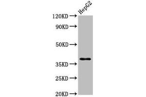 Western Blot Positive WB detected in: HepG2 whole cell lysate All lanes: HNRNPA1 antibody at 3. (HNRNPA1 抗体  (AA 2-354))