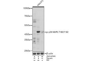 Western blot analysis of extracts of NIH/3T3 cells, using Phospho-p38 MAPK-T180/Y182 antibody (ABIN6135257, ABIN6136138, ABIN6136139 and ABIN6225556) at 1:1000 dilution. (MAPK14 抗体  (pThr180, pTyr182))