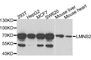 Western blot analysis of extracts of various cell lines, using LMNB2 antibody (ABIN5973877) at 1/1000 dilution. (Lamin B2 抗体)