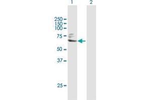 Western Blot analysis of TGM2 expression in transfected 293T cell line by TGM2 MaxPab polyclonal antibody. (Transglutaminase 2 抗体  (AA 1-548))