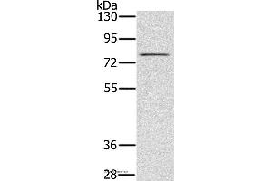 Western blot analysis of Raw264. (TAB3 抗体)