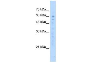 KIAA0494 antibody used at 5 ug/ml to detect target protein. (KIAA0494 抗体  (N-Term))
