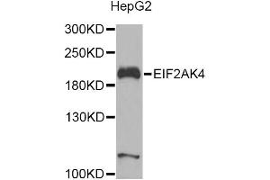 Western blot analysis of extracts of HepG2 cells, using EIF2AK4 Antibody. (GCN2 抗体)