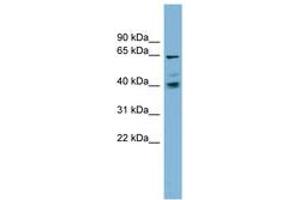 Image no. 1 for anti-Transmembrane 9 Superfamily Protein Member 4 (TM9SF4) (AA 35-84) antibody (ABIN6742027) (TM9SF4 抗体  (AA 35-84))