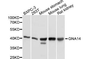 Western blot analysis of extracts of various cell lines, using GNA14 antibody (ABIN5997804) at 1/1000 dilution. (GNa14 抗体)