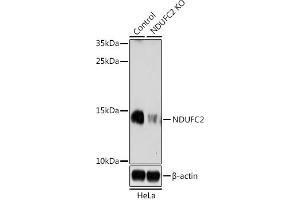 Western blot analysis of extracts from normal (control) and NDUFC2 knockout (KO) HeLa cells, using NDUFC2 antibody (ABIN7268818) at 1:1000 dilution. (NDUFC2 抗体  (AA 1-100))