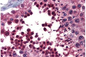 Human Testis (formalin-fixed, paraffin-embedded) stained with BMPER antibody ABIN462252 followed by biotinylated goat anti-rabbit IgG secondary antibody ABIN481713, alkaline phosphatase-streptavidin and chromogen. (BMPER 抗体  (AA 501-550))