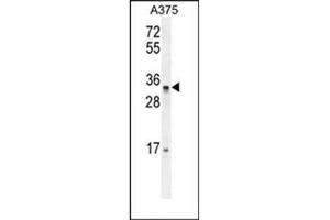 Western blot analysis of PUSL1 Antibody (C-term) in A375 cell line lysates (35ug/lane). (PUSL1 抗体  (C-Term))
