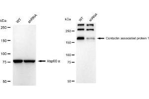 Western blotting analysis using Contactin associated protein 1 antibody (ABIN7798148). (Recombinant CNTNAP1 抗体)