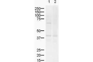 Image no. 1 for anti-ZIC2 (ZIC2) (AA 189-206) antibody (ABIN199961) (ZIC2 抗体  (AA 189-206))