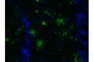 Indirect immunostaining of a PFA fixed brain section from a 5XFAD mouse (dilution 1 : 500; green). (Abeta 1-40 抗体  (AA 33-40))