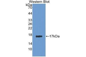 Detection of Recombinant AGMAT, Human using Polyclonal Antibody to Agmatine Ureohydrolase (AGMAT) (AGMAT 抗体  (AA 53-151))