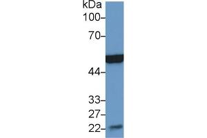 Western Blot; Sample: Mouse Heart lysate; Primary Ab: 2µg/ml Rabbit Anti-Mouse MSE Antibody Second Ab: 0. (MSE 抗体  (AA 3-434))