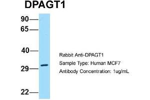 Host: Rabbit Target Name: DPAGT1 Sample Type: Human MCF7 Antibody Dilution: 1. (DPAGT1 抗体  (C-Term))