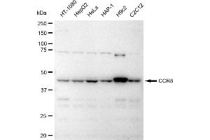 Western blotting analysis using CCR8 antibody (ABIN7798043).