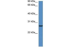 Western Blot showing Clec1b antibody used at a concentration of 1. (C-Type Lectin Domain Family 1, Member B (CLEC1B) (N-Term) 抗体)
