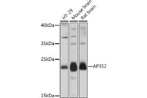 Western blot analysis of extracts of various cell lines, using S2 Rabbit pAb (ABIN7265451) at 1:1000 dilution. (AP3S2 抗体  (AA 1-193))