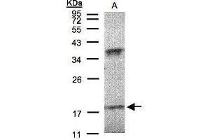 WB Image Sample(30 μg of whole cell lysate) A:H1299 12% SDS PAGE antibody diluted at 1:200 (IFNA6 抗体  (C-Term))