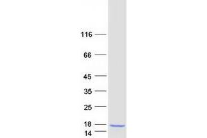 Western Blotting (WB) image for Pro-Platelet Basic Protein (Chemokine (C-X-C Motif) Ligand 7) (PPBP) protein (Myc-DYKDDDDK Tag) (ABIN2726809)
