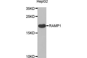 Western blot analysis of extracts of HepG2 cells, using RAMP1 antibody (ABIN5973847) at 1/1000 dilution. (RAMP1 抗体)