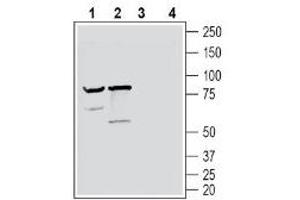 Western blot analysis of mouse brain lysate (lanes 1 and 3) and rat brain lysate (lanes 2 and 4): - 1-2. (NPTXR 抗体  (C-Term, Extracellular))