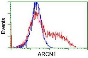 Flow Cytometry (FACS) image for anti-Archain 1 (ARCN1) antibody (ABIN1497572) (ARCN1 抗体)